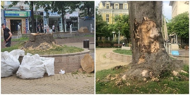 Премахнаха опасно дърво в центъра на Бургас
