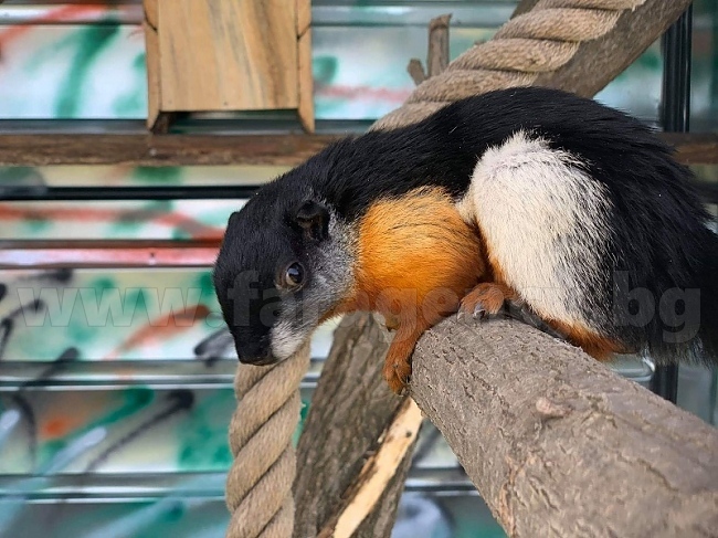 Зоопаркът в Бургас се сдоби с 24 екзотични гризачи