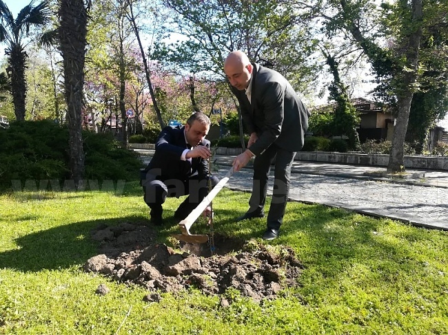 Поставят паметна плоча за Дървото на мира в Созопол
