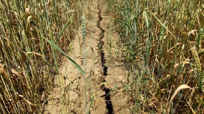 Сушата удари пшеницата в региона
