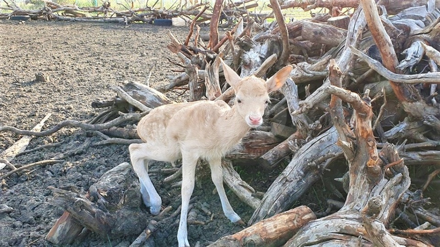  Бяло еленче и бяло щраусче нанду се родиха в бургаския зоопарк