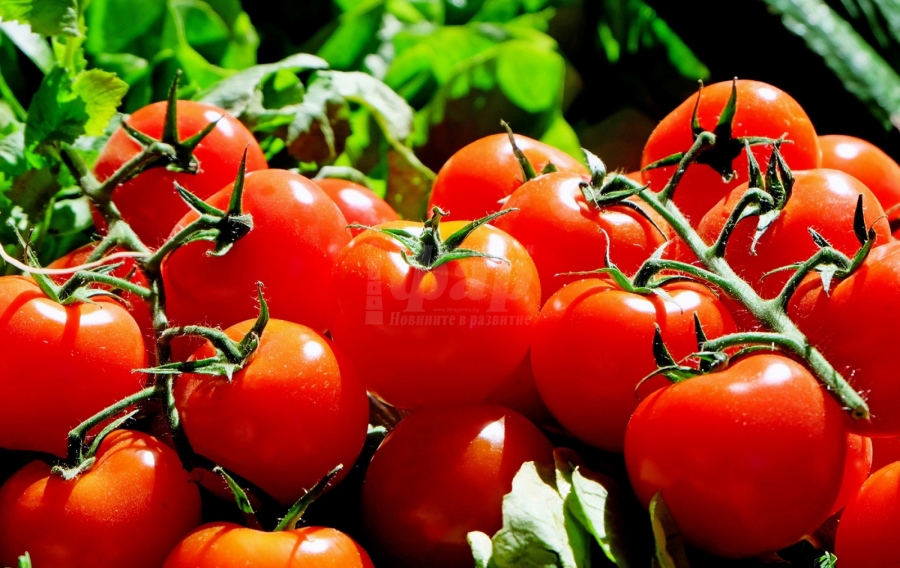 Цената на доматите скача, няма добиви