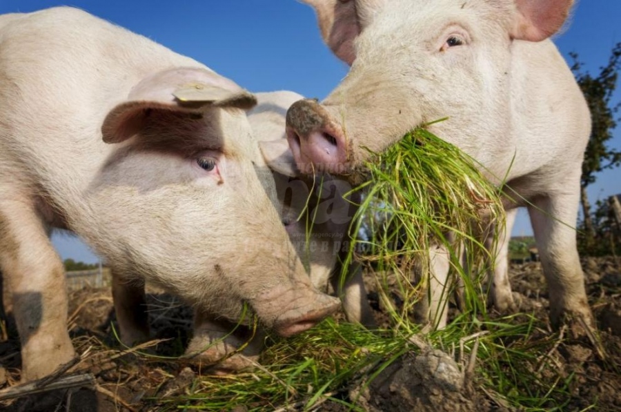 Свиневъдният бранш ще получи 15 млн. лв. държавна помощ