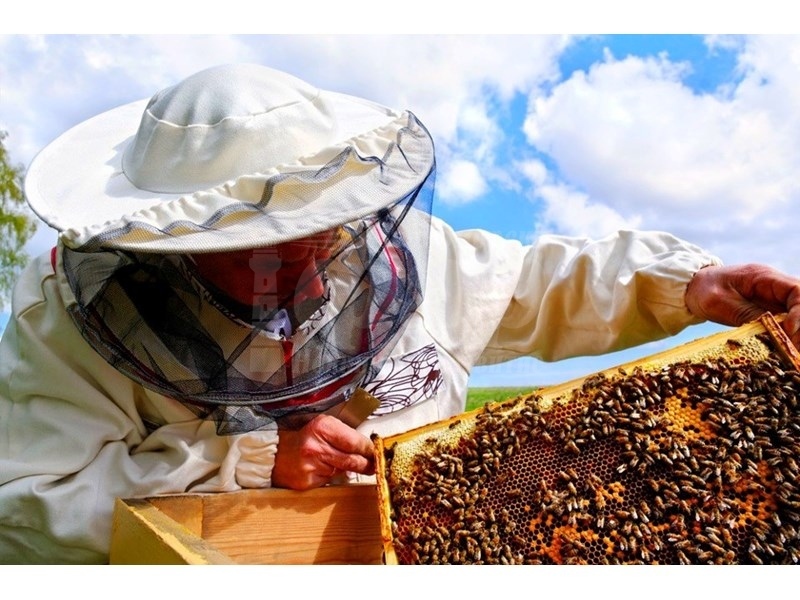 Животновъди и пчелари кандидатстват по de minimis
