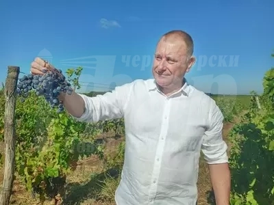 Старт на гроздобера по време на криза в Шато Ботево