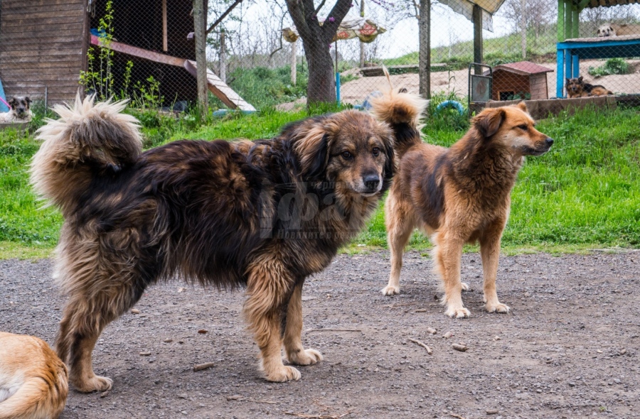 Десет кучета ще търсят бъдещите си стопани на Пантеона