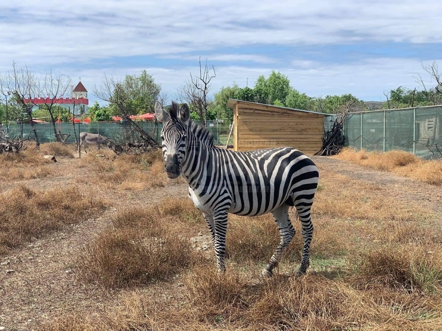 Зебра е най-новият обитател на бургаския зоопарк 