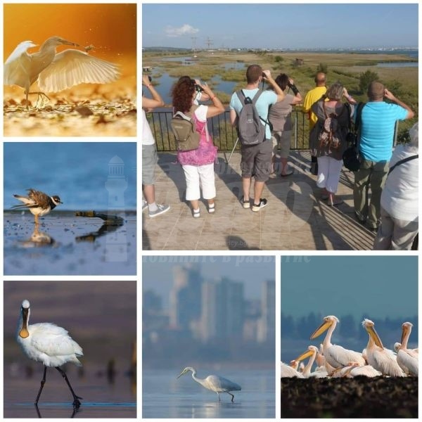 Отбелязваме Международния ден на миграция на птиците