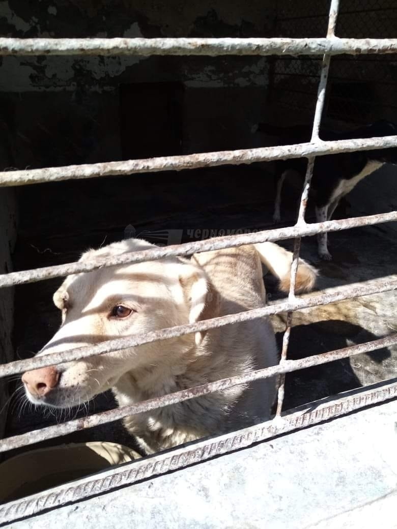 Заради пролука в закон: Ваксините в общинския приют за кучета са кът