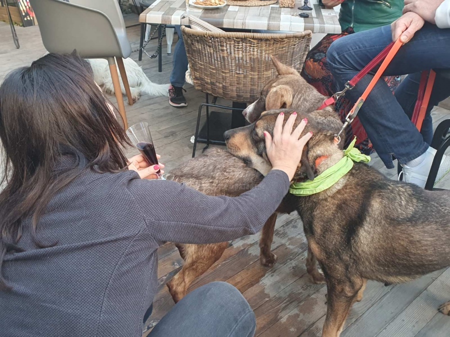 Дарителска кампания в Бургас търси дом на кучета от приюта
