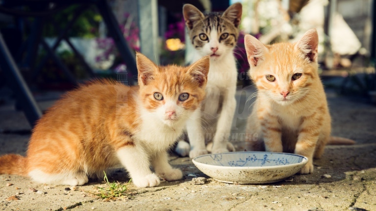 В отговор до съветник: Община Бургас не е спряла програмата за кастриране на котки