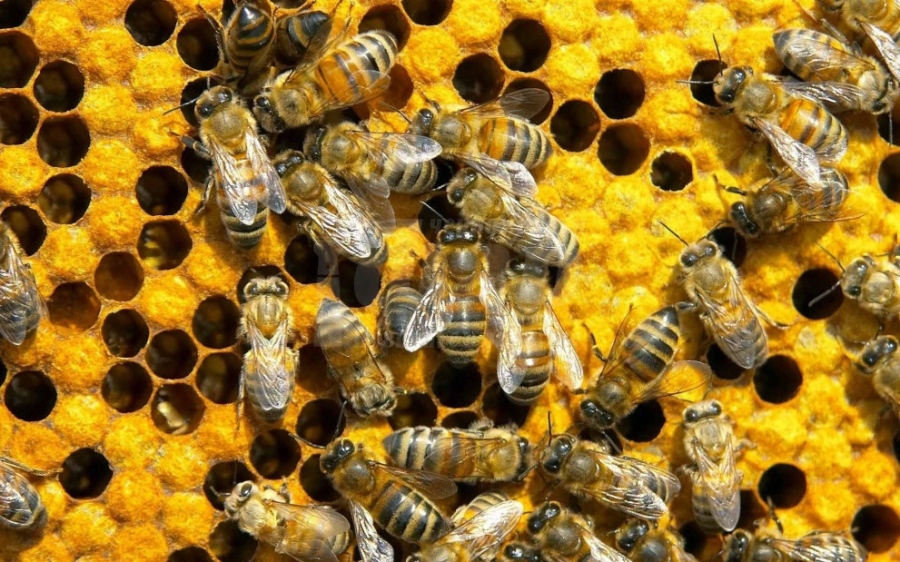 Започна приемът по пчеларската програма за догодина