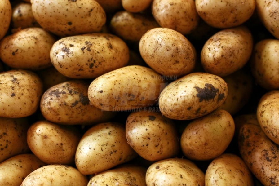 Българските картофи залежават по складовете