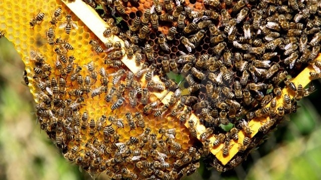 Пчеларите с огромен интерес към Националната програма