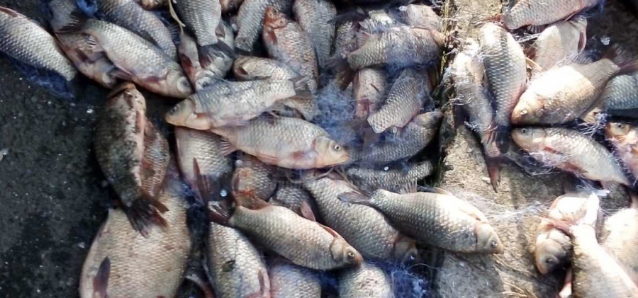 120 кг. риба получи Социалният патронаж в Камено