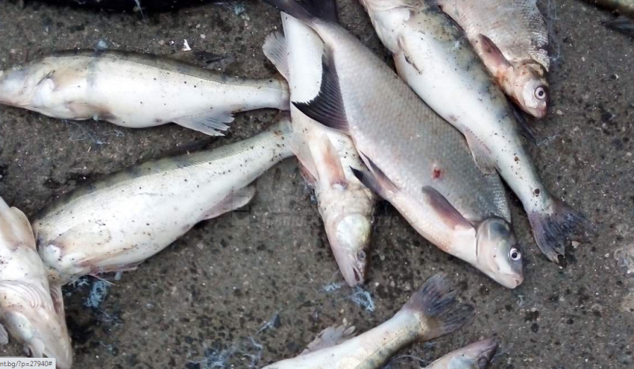 Инспектори осигуриха риба на социалния патронаж в Бургас