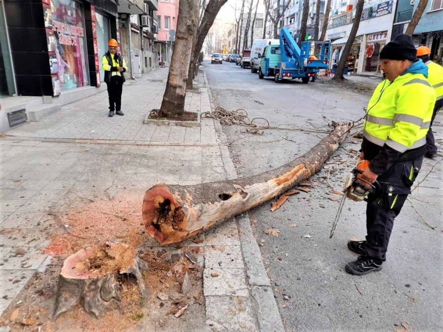 Премахнаха гнили дървета от улица в Бургас 