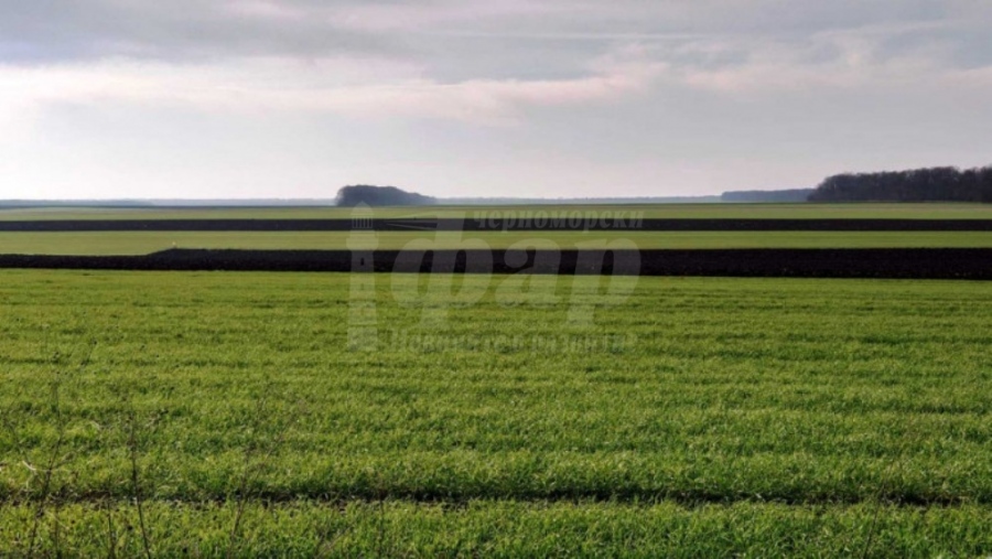 Пшеницата и рапицата в региона се развиват нормално