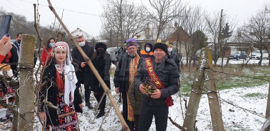 В Сунгурларе зарязаха лозята и избраха най-доброто вино