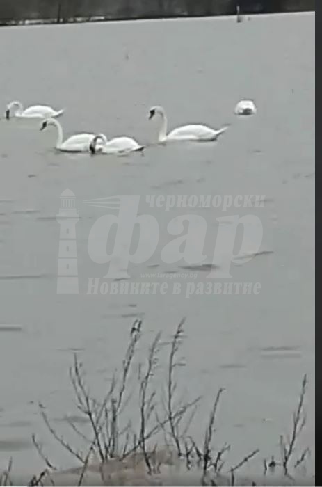 Лебеди плуват около Димчево