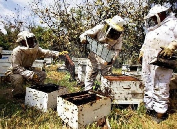 Пчелари от Бургаския регион в готовност за протест