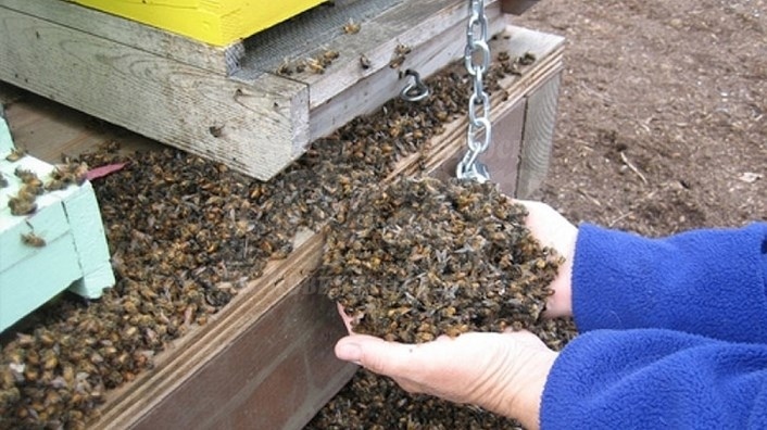 И в Бургаско изпищяха от мор по пчелите