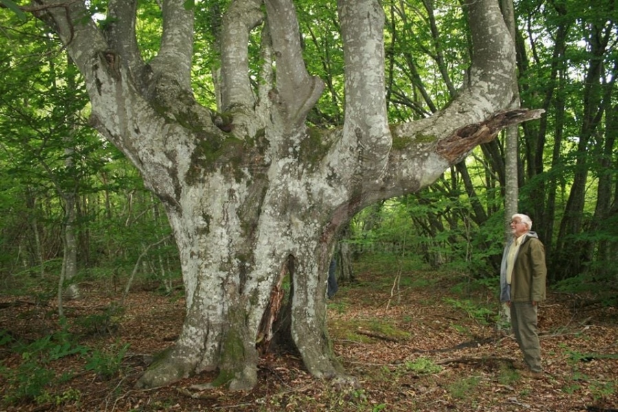 17 вековни дървета може да се видят в Странджа 