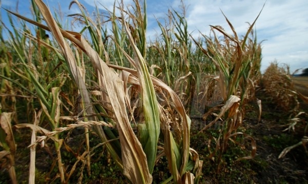 Слаб интерес на фермерите да застраховат срещу суша  реколтата си
