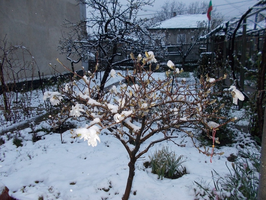 В Малко Търново:  Сняг покри разцъфтяла магнолия