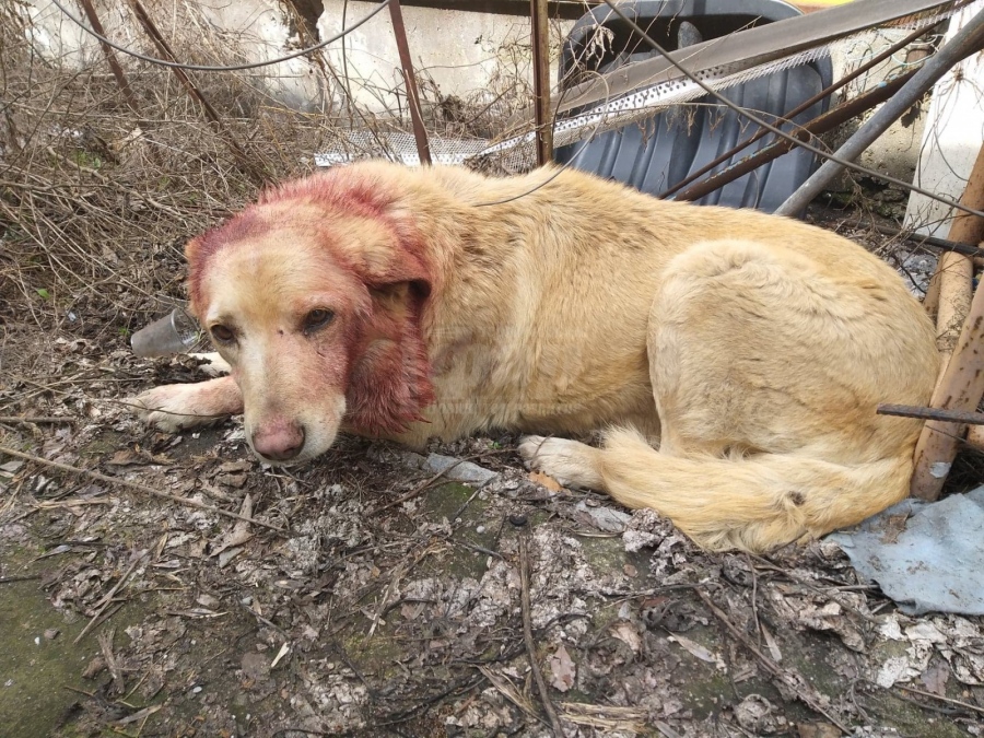 Садизъм: Неизвестни се опитаха да скалпират куче в Комлука