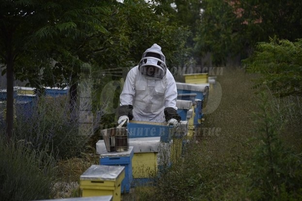 Учени ще предлагат действия за ограничаване смъртността при пчелите