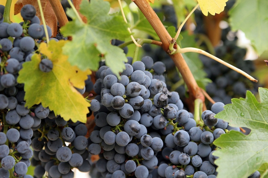 След месец може да се кандидатства за застраховане на реколтата от грозде за вино