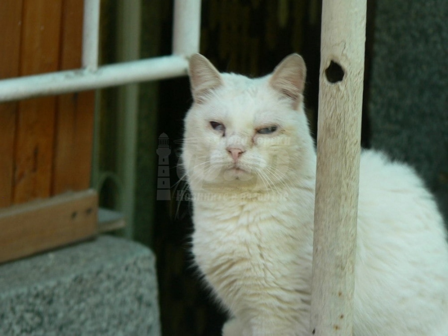 Спасена или похитена е сляпата котка на Недялко Йорданов?