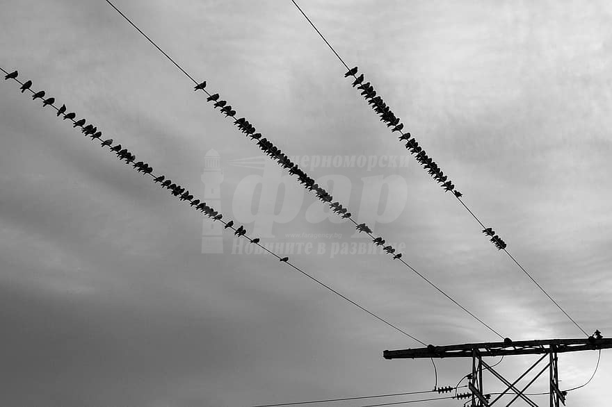 Орнитолог: Птиците причиняват токови удари, но и много от тях загиват