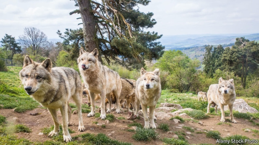 Вълци нападат добитък в Странджанско