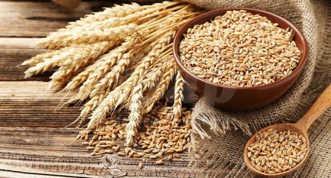 Рекордно висока реколта на пшеница и зърно – рекордно високи цени на хляба 