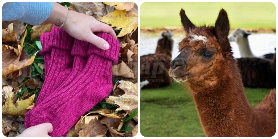 Чорапи от вълната на лама – екстравагантен и топъл подарък за зимата