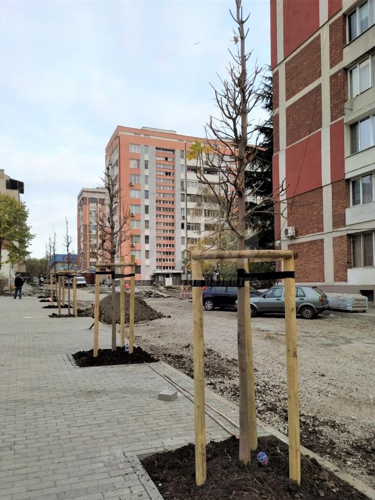 Засаждат нови дървета по улица „Климент Охридски“