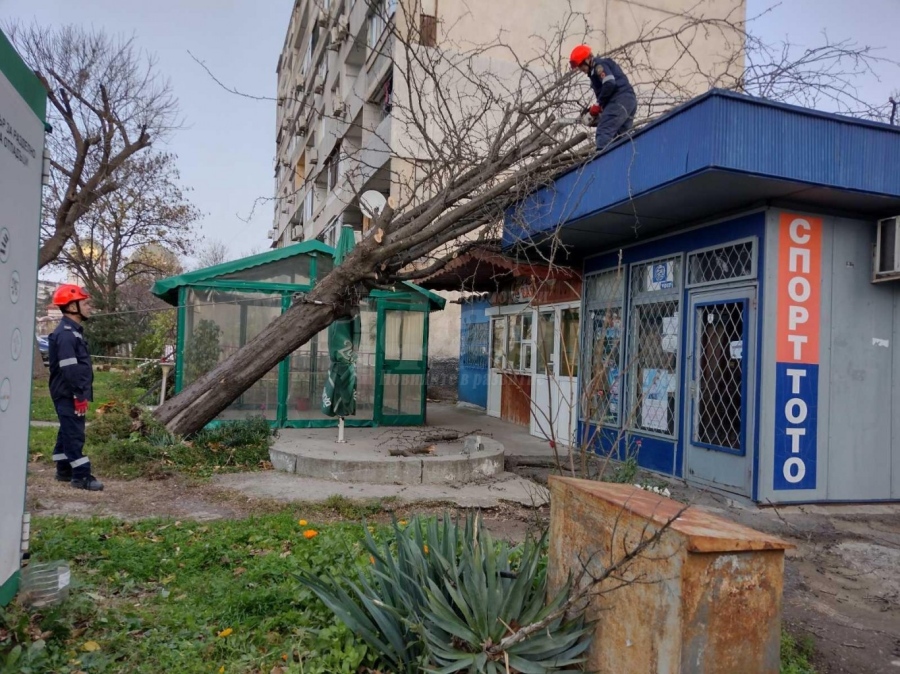 Силният вятър събори клони и дървета в Бургас