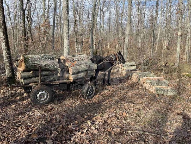  Три каруци с незаконна дървесина задържаха горските