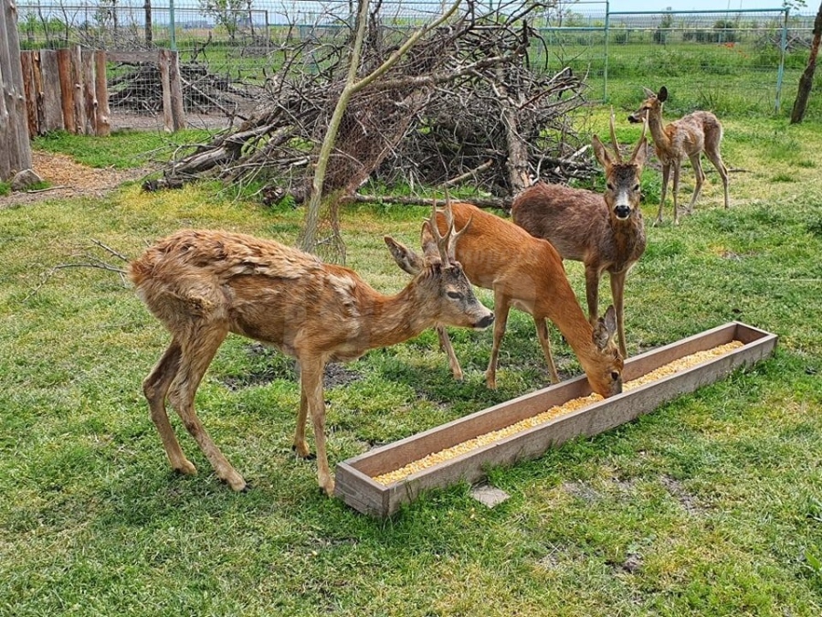 Зоопарк Бургас ще работи без почивка до края на годината