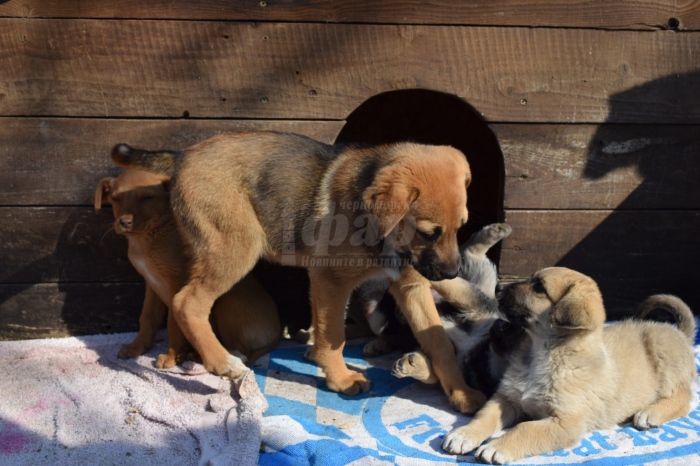 Продължава благотворителната кампания в помощ на общинския приют за кучета