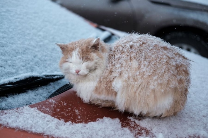 При каква температура замръзват животните навън ?