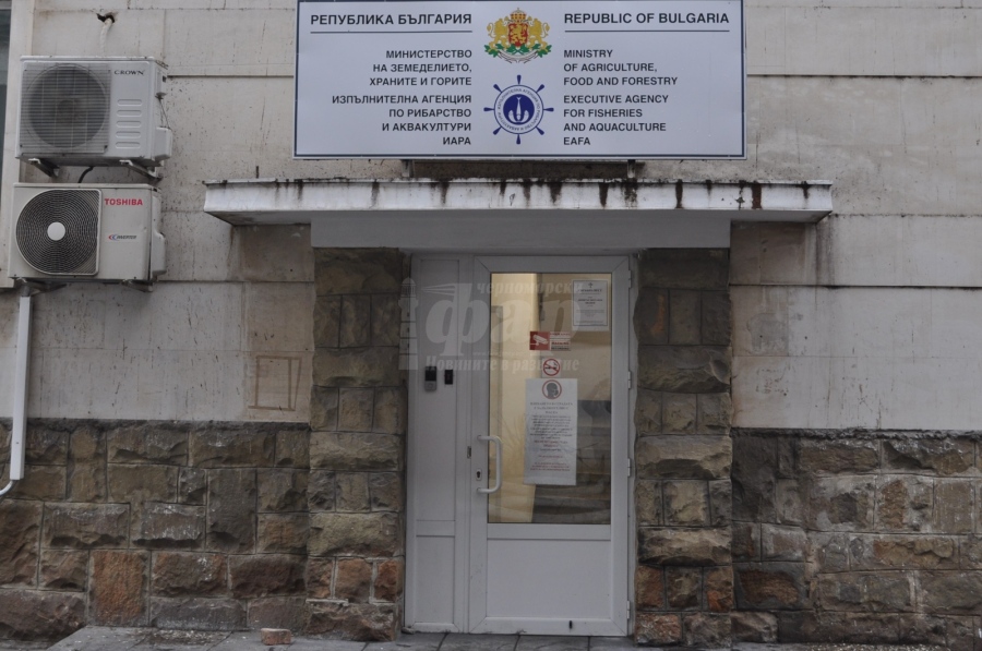От ИАРА осъждат посегателството над двата делфина в Бургас