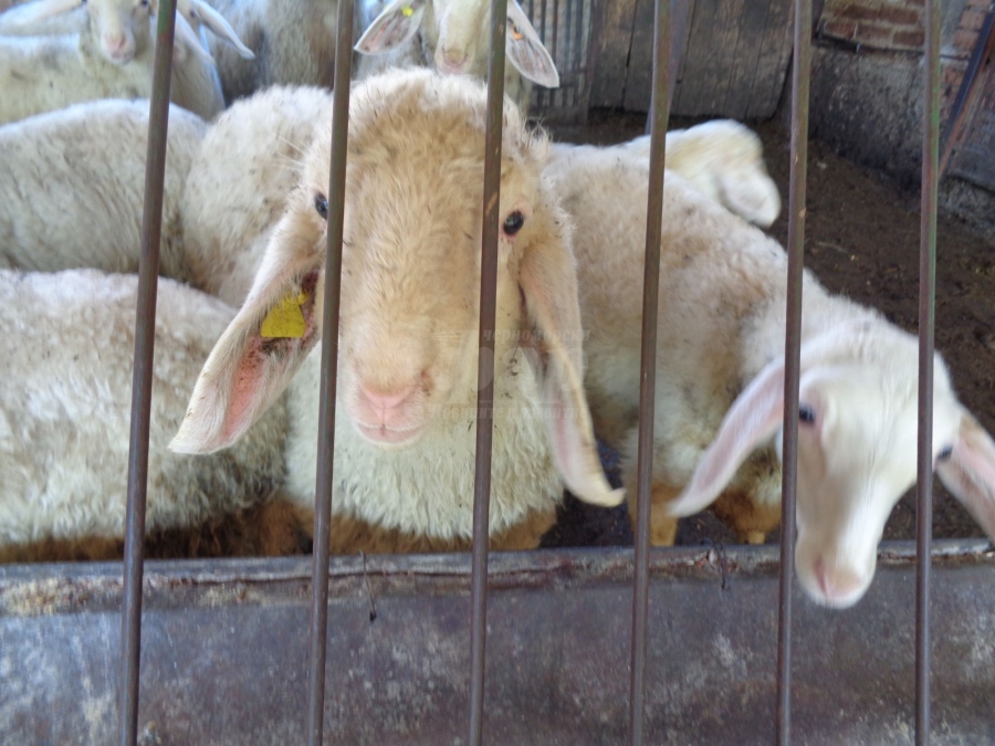 Масови фалити на малки ферми прогнозират овцевъди