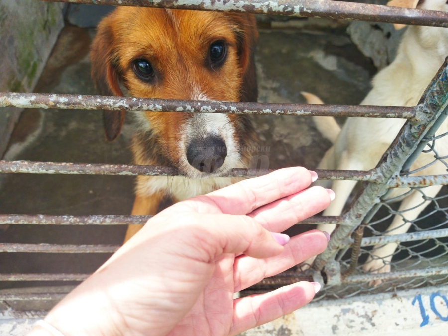 Поредна кампания в помощ на кучетата от Общинския приют