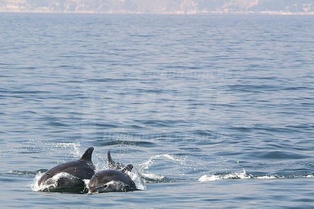 Сафридът или войната докараха делфините по Южното Черноморие