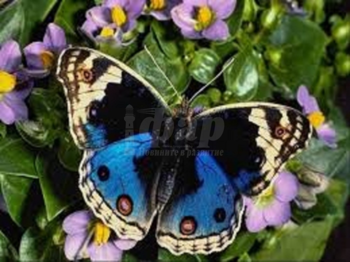 Вижте живите пеперуди във Флората