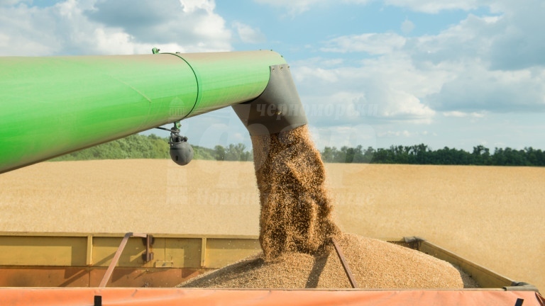 По жътва: Внос на украинско зърно бута нашенци към фалити