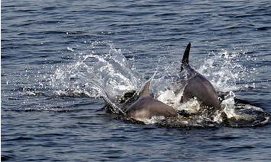 Учени откриват пластмаса в стомасите на делфини в Черно море